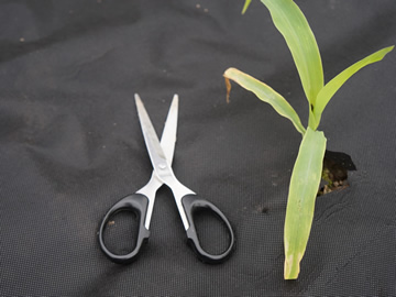 Unkrautvlies / Mulchvlies, Schwarz, auf Rolle