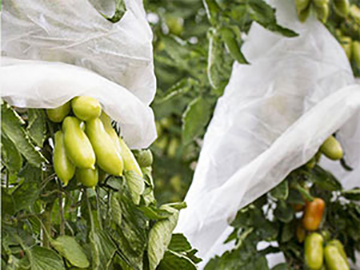 Frostschutzvlies / Winterschutz für Obstbau